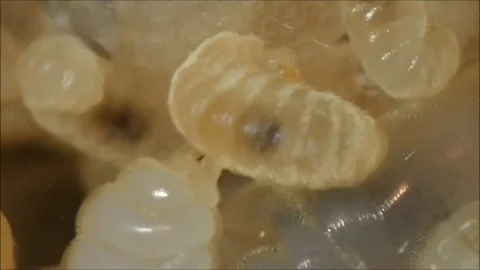 The larvae of ants Camponotus parius. macro Stock Footage 82267858