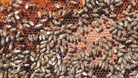 Larvae of bees. Honeycombs are developing larvae of bees future generation of Stock Footage 77461615