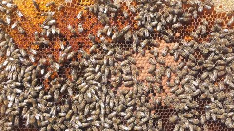 Larvae of bees. Honeycombs are developing larvae of bees future generation of Stock Photos