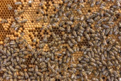 Larvae of bees. Honeycombs are developing larvae of bees future generation of Stock Photos
