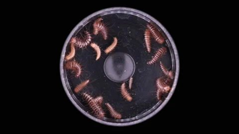 Larvae of beetle Dermestes lardarius under a microscope, of family Dermestidae. Stock Footage 154808129