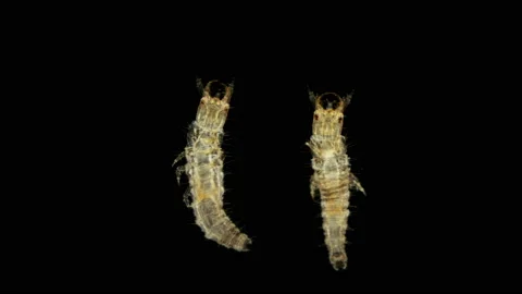 Larvae of the beetle Hydrophilidae under a microscope Video stock 108275086