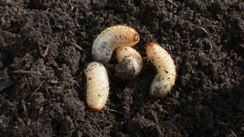 Larvae of the big chafer beetle creep on the ground Stock Footage 122241961