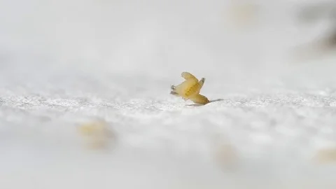 Larvae of blowflies Stock Footage 70090011