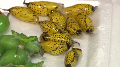 Larvae of butterflies Stock Footage 20574781