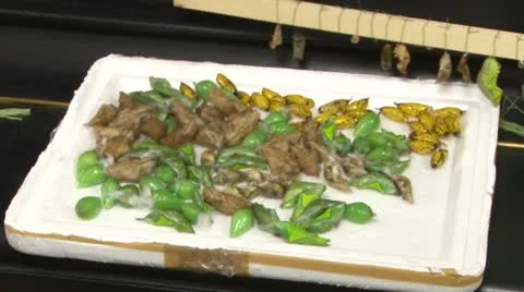 Larvae of butterflies Stock Footage 20576009