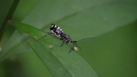 Larvae-Catching and Body Fluid-Sucking Striped Assassin Bug Stock Footage 332843566