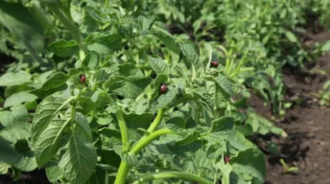 Larvae of the Colorado beetle 01 Stock Footage 11252141