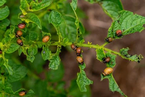 The larvae of Colorado beetle devours the potato tops Stock Photos