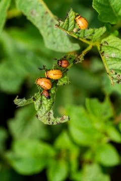 The larvae of Colorado beetle devours the potato tops Stock Photos