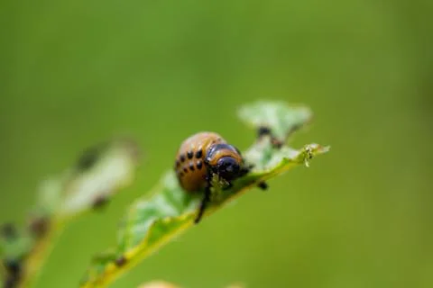 The larvae of Colorado beetle devours the potato tops Stock Photos