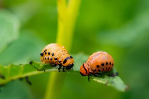 The larvae of Colorado beetle devours the potato tops Stock Photos