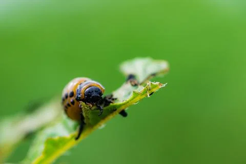 The larvae of Colorado beetle devours the potato tops Stock Photos