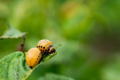 The larvae of Colorado beetle devours the potato tops Stock Photos