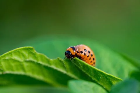 The larvae of Colorado beetle devours the potato tops Stock Photos