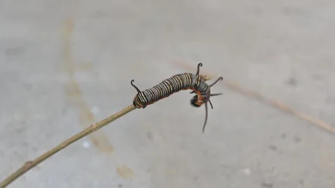 Larvae of common crow butterfly. Stock Footage 339878194