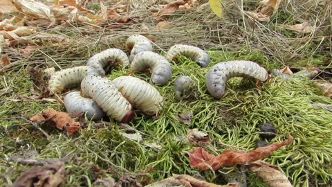 Larvae of the deer beetle, large larvae, white larvae, large worms Video stock 287231789