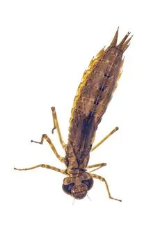 Larvae of Emperor dragonfly Stock Photos