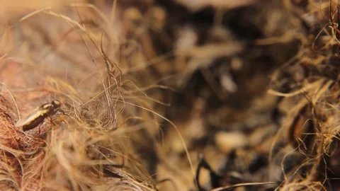 Larvae of flies on a carcass. life cycle of flies. Housefly larva. insects Stock Footage 245495932