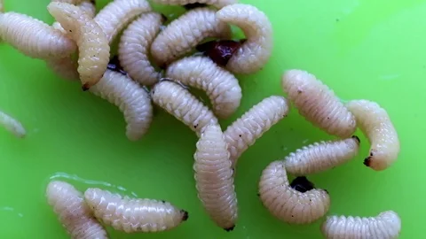 Larvae Stock-Footage 114599510