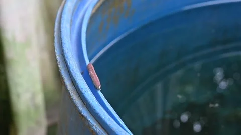 Larvae Video stock 300764759