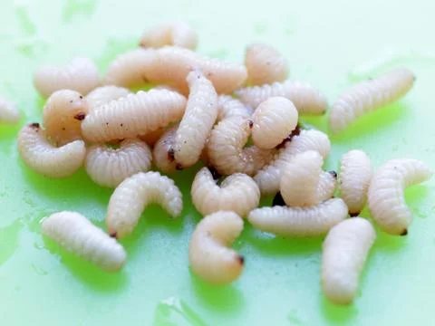 The larvae of the fruit beetle Stock Photos