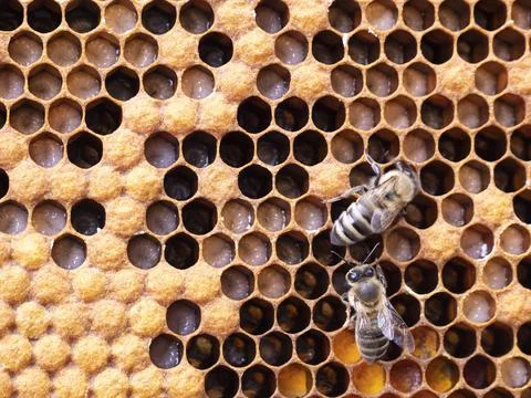 Larvae of future bees and pollen. Stock Photos