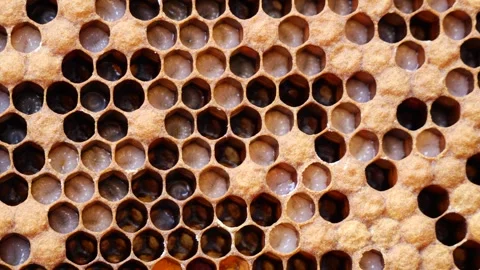 Larvae of future bees. Stock Footage 345945460