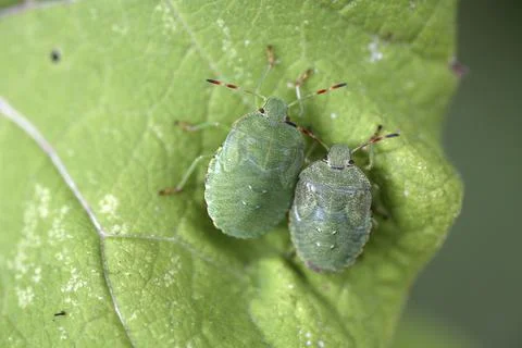 Larvae of the green stink bug Stock Photos