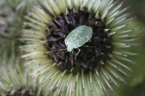 Larvae of the green stink bug Stock Photos