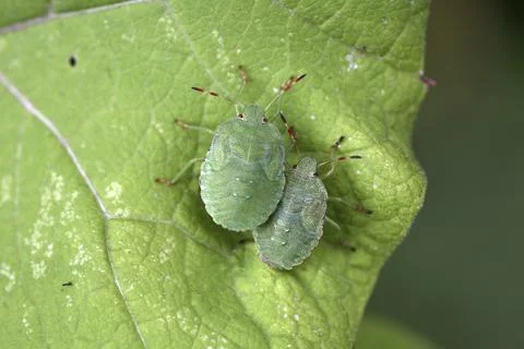 Larvae of the green stink bug Stock Photos