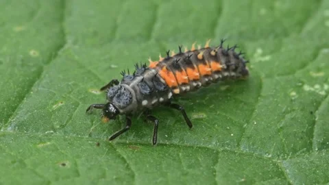 Larvae of harlequin, or multicoloured Asian lady beetle (Harmonia axyridis) Stock-Footage 345490705