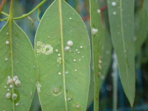 Larvae of insects develop on the leaves. Stock Photos