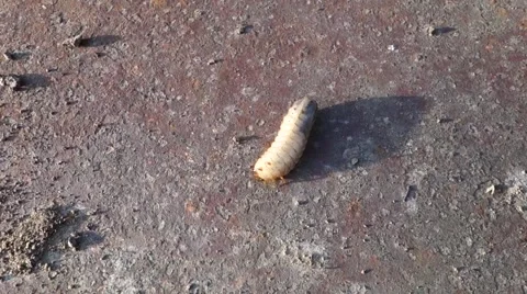 The larvae of the May beetle Stock Footage 62185980
