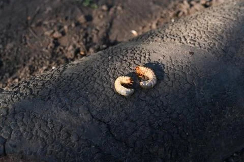 Larvae of the May beetle. Stock Photos