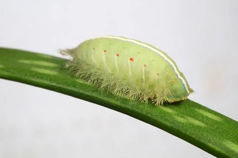 The larvae of the moth live on wild plants in North China Stock Photos