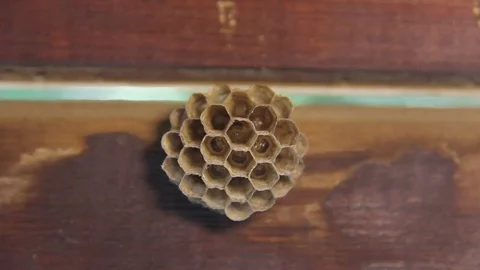 Larvae Moving Inside of Cells of Honeycombed Wasp Nest Waiting for Food Stock Footage 76136505