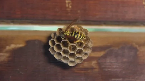 Larvae Moving Inside of Nest Cells and Wasp Flies in to Feed Them Stock Footage 76236409