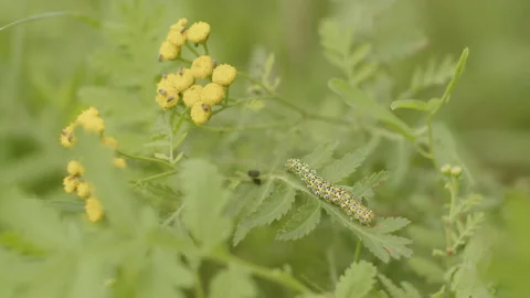 Larvae of mullein moth on field plants 4K video Stock Footage 211510454