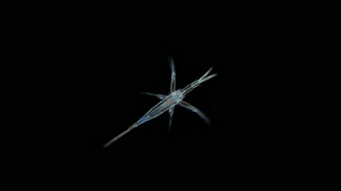 Larvae nauplios Copepoda inder microscope, family Pontellidae, order Calanoida Stock Footage 186546840