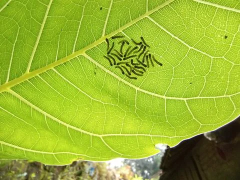 Larvae Stock Photos