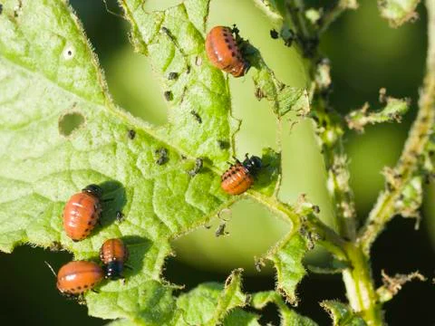 Larvae of potato beetle Stock Photos