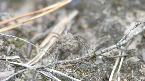 The larvae of the spider sit on the abdomen. Видео 151833368