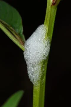 Larvae of spittle bug in its home made of foam (Clovia punctata) Stock Photos