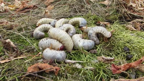 Larvae of the stag beetle are large larvae, white larvae on moss Video stock 287231791