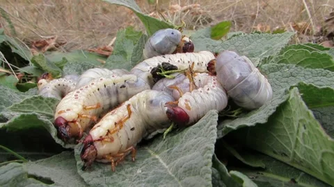 Larvae of the stag beetle, larvae of the stag beetle Stock Footage 287623600