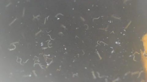 Larvae in standing water 2 動画素材 54145270