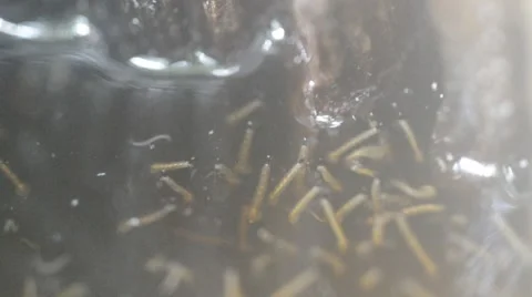 Larvae in standing water 動画素材 54145275