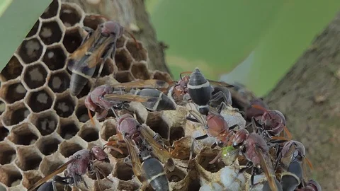 Larvae of wasp was take care by adults wasp. Video stock 106450176