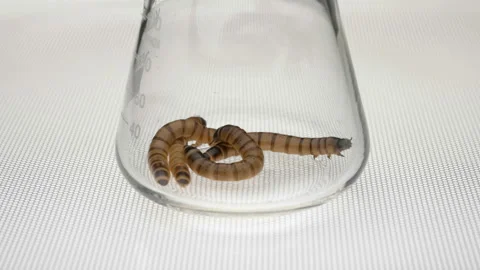 Larvae of Zophobas morio beetle in vitro Stock Footage 99665466